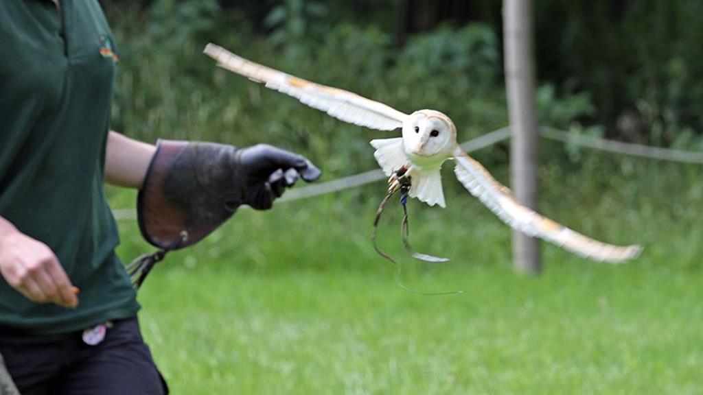 Wildwood Bird Show Header